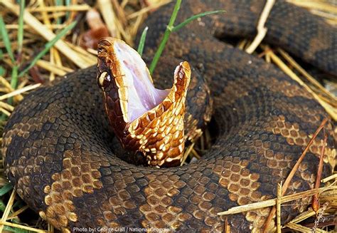 Baby cottonmouth photo / picture. Interesting facts about cottonmouth snakes (water ...