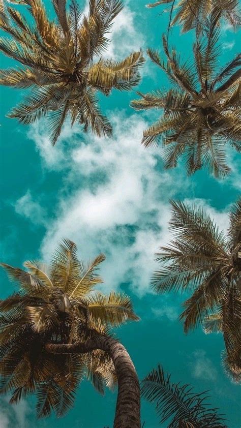 Cute Computer Backgrounds Tall Palm Trees Blue Sky White Clouds