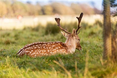 Close Up Shot Of A Red Deer Grazing In Phoenix Park Dublin Ireland
