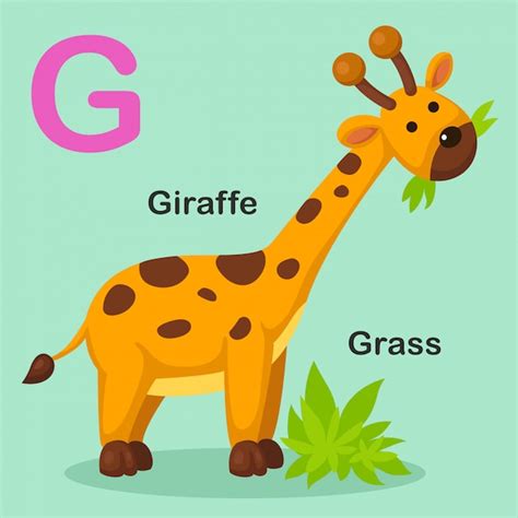 Illustration Isolated Animal Alphabet Letter G Grassgiraffe Premium