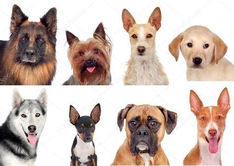 Photo Collage Of Different Breeds Of Dogs — Stock Photo © Gelpi 47372727