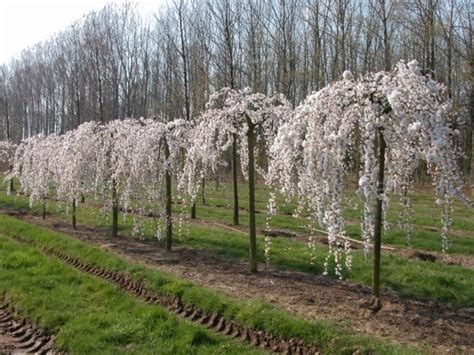 Buy White Weeping Cherry Trees The Tree Center