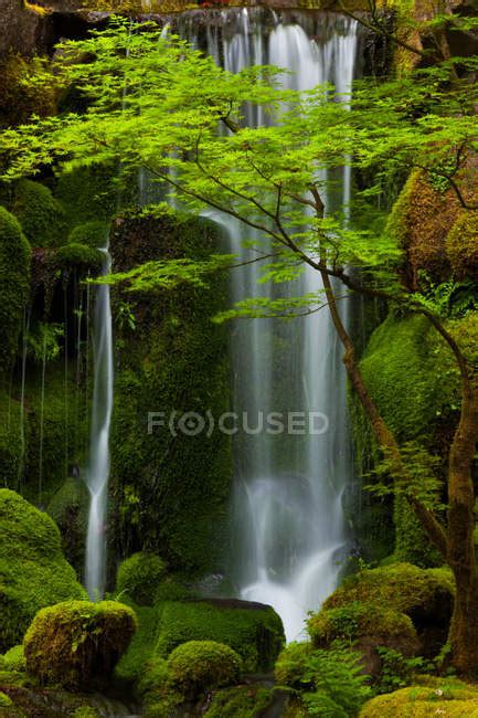 Waterfall In Green Forest — Oregon View Stock Photo 171478744