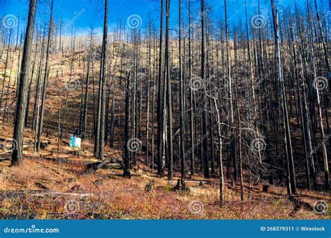 Scenic Shot Of The Naked Pine Trees On A Forest Stock Image Image Of
