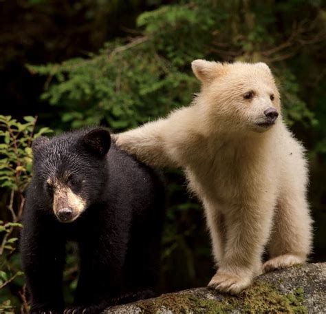 Pin By Meta Aller On Animals Animals Wild Bear Spirit Bear