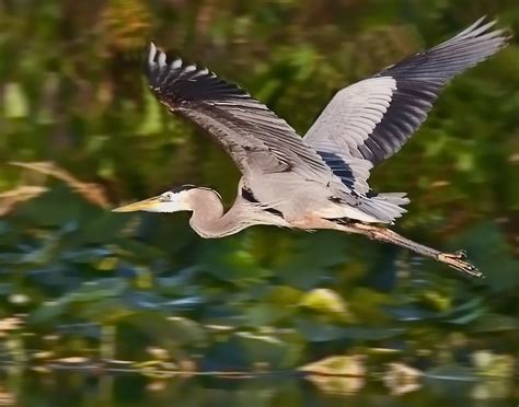 Blue Heron In Flight Pentax User Photo Gallery