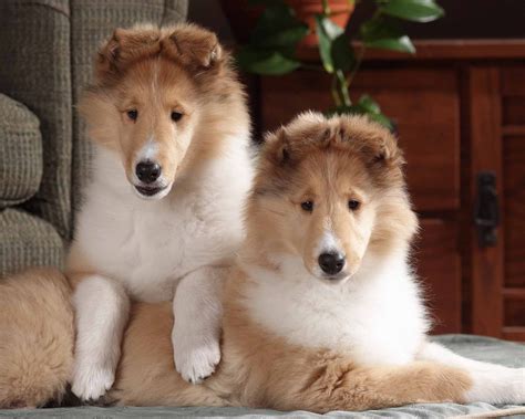 Cute Small Collie Rough Puppies Photo And Wallpaper Beautiful Cute