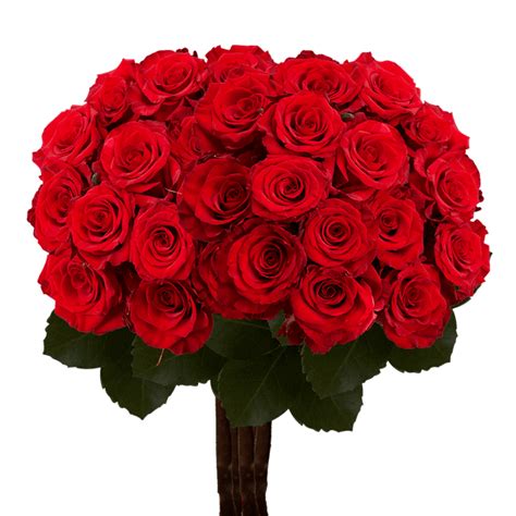 75 X Long Stems Of Red Paris Roses Fresh Flower Delivery