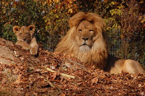Linton Zoo Lion And Cub Lion And Cub Chris Humphries