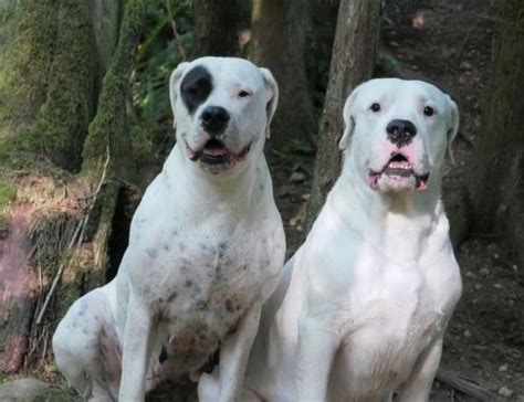 Argentine Dogo Dog Breed Information Images Characteristics Health