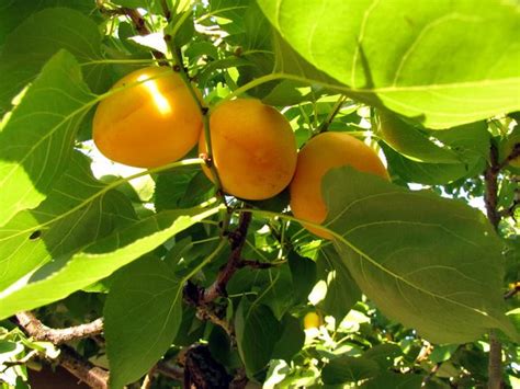 12 Fast Growing Fruit Trees And Vegetables For Your Home Garden
