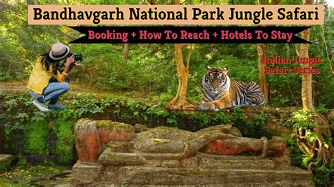 Bandhavgarh Jungle Safari Booking How To Book Bandhavgarh Jungle