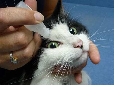 How To Give A Cat Eye Drops Feline Eye Treatment