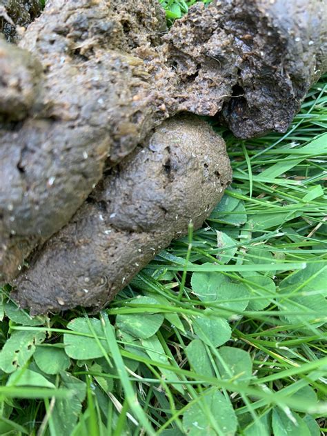 What Are White Spots In Dog Poop