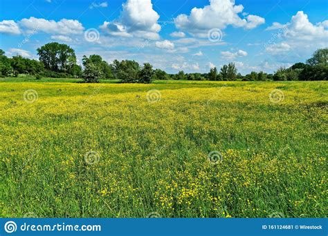 Beautiful Shot Of Yellow Flower Fields With Trees In The Distance Under