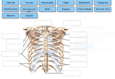 Rib Cage Anatomy Labeled Solved Cadore Figure 75 21 The Rib Cage