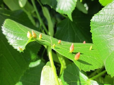 Tilia Cordata Little Leaf Linden Littleleaf Linden Small Leaf Lime