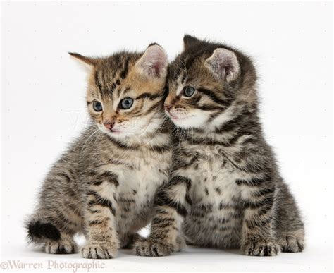 Cute Tabby Kittens 6 Weeks Old Photo Wp35597