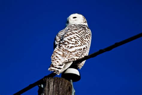 Even Experts Hesitate To Guess Age Sex Of Snowy Owls The Spokesman Review
