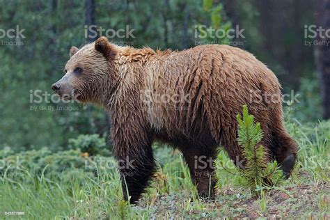 Grizzly Bear Jasper National Park Stock Photo Download Image Now