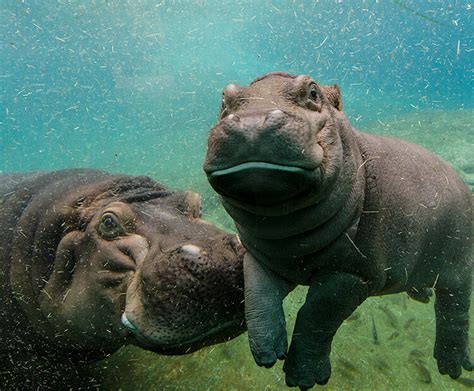 River Hippo San Diego Zoo Wildlife Explorers