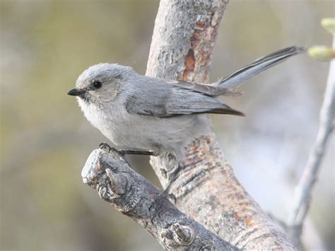 American Bushtit