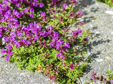 Creeping Thyme Information Tips For Growing Creeping Thyme Plants