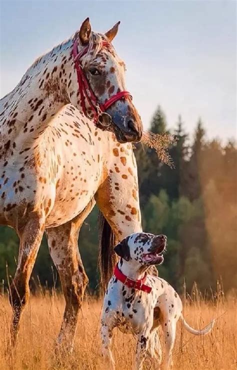 Top 10 Dogs And Horses Friends For Life