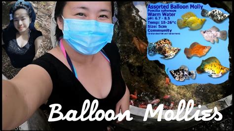 Balloon Molly Mollies Breeding Oton Iloilo Breeders Types Of Balloon Mollies Cheap Tropical