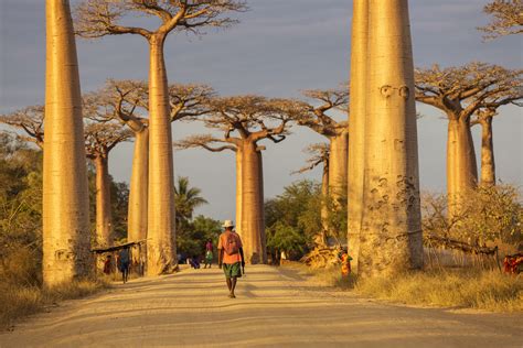 the tree of life the baobab tree expedition subsahara