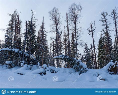 Expressive Trees In The Siberian Winter Forest Stock Photo Image Of