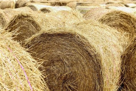 Image Of Large Hay Bales Delivered And Stacked For Drought Relief