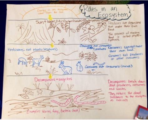 Keeping Up With Mr Rod Ideas For Ecosystem Anchor Charts