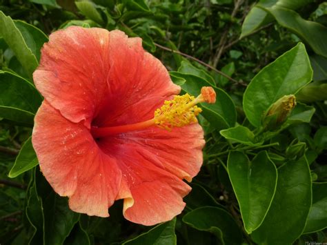 Orange Hibiscus