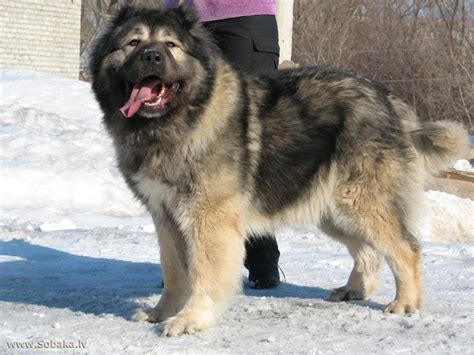 Fierce Dog Breed The Caucasian Ovcharka — Steemit