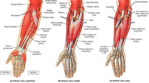 They have blood vessels and cells to maintain tendon health and repair injured the fcr tendon is one of two tendons that bend the wrist. Muscle Identification