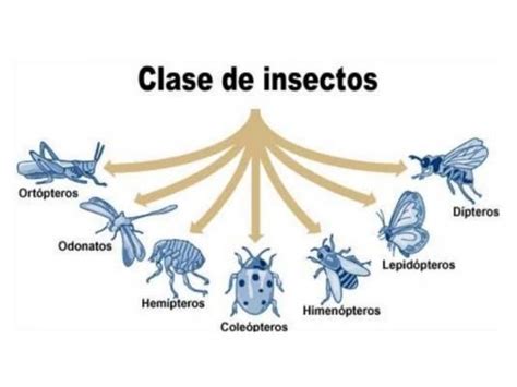 ClasificaciÓn De Los Insectos Taxonomía Esquema Y Características