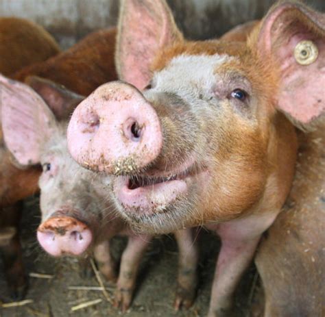 Influenza Erreger Schweinegrippe Könnte Normale Viren Verdrängen Welt
