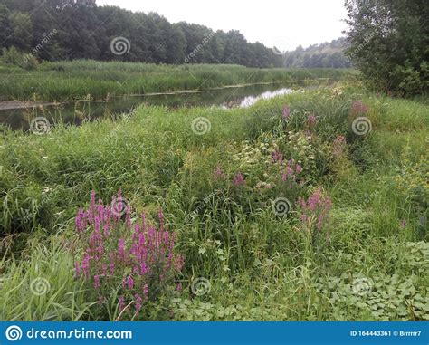 The River Flows Among Meadow Grasses Flowers And Trees Stock Image