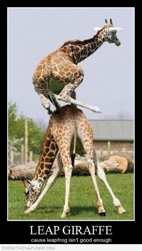 48 Funny Giraffe Pictures With Captions Important Pictures