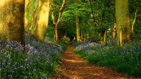 1920x1080 Spring Forest Path With Wildflowers Wallpaper Wallpaper