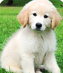 Maybe you would like to learn more about one of these? Golden Retriever Puppies For Adoption : 15 Questions To ...