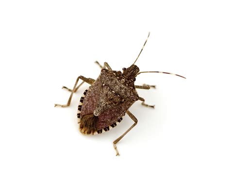 Most people turn to a pest control company as soon as they detect a pest infestation in their home. Stink Bug Prevention PA | NJ & DE Stink Bug Control
