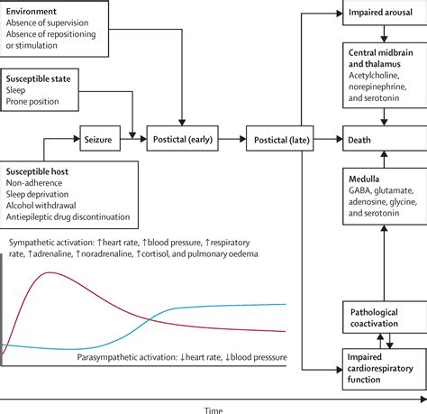Sudden unexpected death in epilepsy: epidemiology, mechanisms, and prevention - The Lancet Neurology