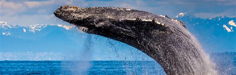 Whale And Wildlife Tours San Juan Islands Washington Visitors Bureau