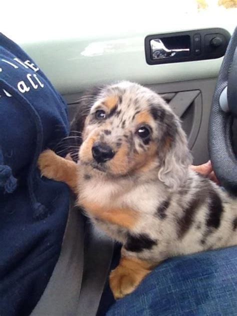 8 Week Old Long Haired Miniature Dapple Dachshund Join Our Pinterest