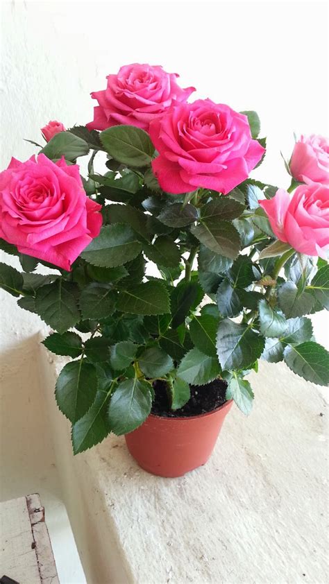 Bunga ros dan wanita memang sangat sinonim. GAMBAR POKOK BUNGA ROS CANTIK - INILAH REALITI