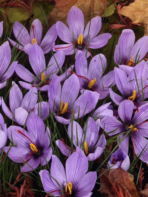 Saffron Crocus Autumn Flowering Crocus Sativus Pack Of 40 Bulbs
