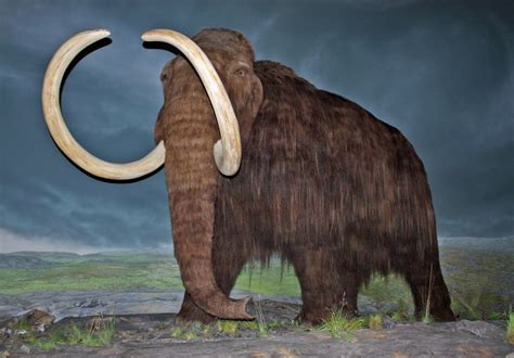 Could The Woolly Mammoth Make A Comeback Insanitek