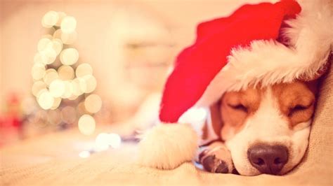 21 Puppies Who Are So Ready For Christmas Entertainment